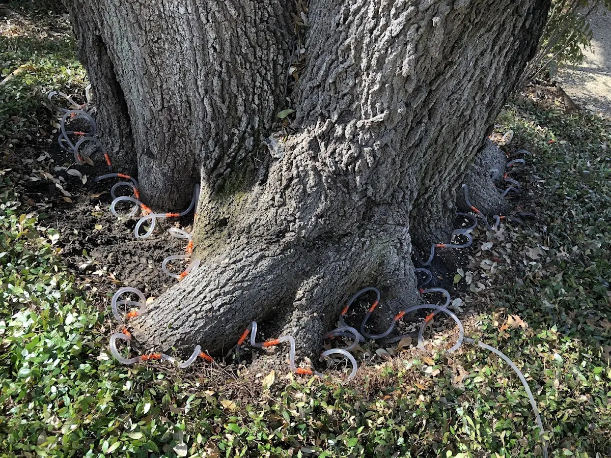Detailed Tree Cabling and Bracing job site in Annona