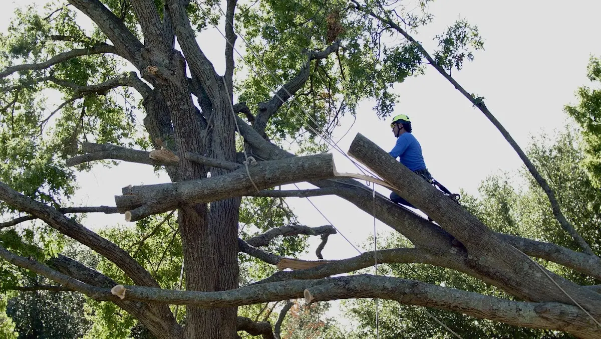 Professional Crown Thinning performed by certified arborists in Annona